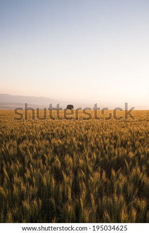 Beautiful view of golden field of barley and the tree on horizon in summer just before harvest