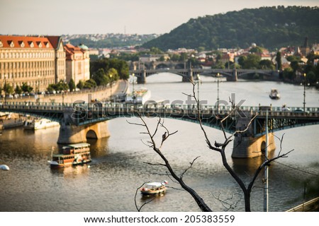 Prague bridge panorama with two birds on the tree in sunset light, unusual perspective, unique view with a low depth of field.Czech Republic.