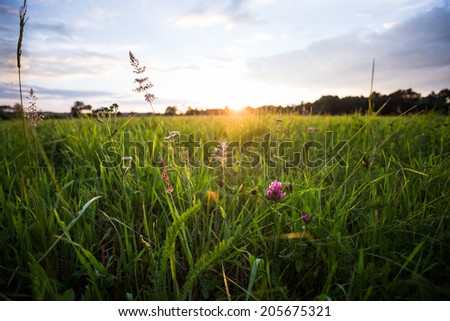 Detail of leaves of grass, yarrow and shamrock in bloom in full summer season on meadow in sunset in background. Horizontal wide shot of countryside with blue sky with clouds.