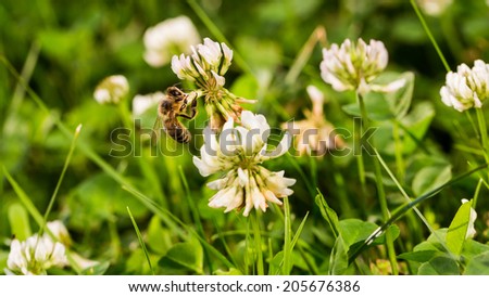 Bee on the white clover trefoil flower,