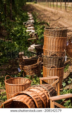 Preparation for traditional hop picking activities in hop farm near Zatec in Bohemia, Saaz hops.