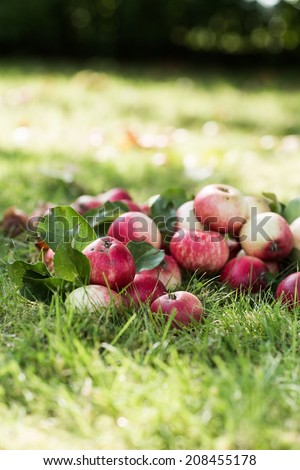 The pile of summer bio apples lies on a grass background from above. Strong selective focus.