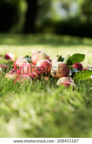 The pile of summer bio apples lies on a grass background from above. Strong selective focus.