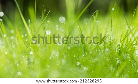 Abstract green natural background. Fresh spring grass with drops on natural defocused light green background.
