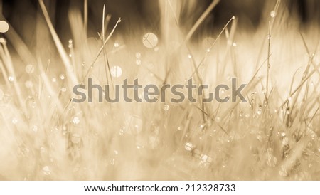 Abstract natural background. Fresh spring grass with drops on natural defocused light orange background. Retro filtered. Cream tone.