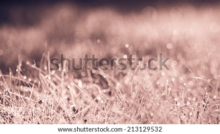 Cake color grass with drops of morning water. Beautiful summer background with bokeh and blurred background. Low depth of field. Cream tone. Vintage filtered.
