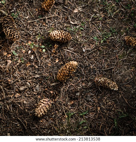 Spruce cones on the garden floor with dry needles. Aerial perspective and vignetting.
