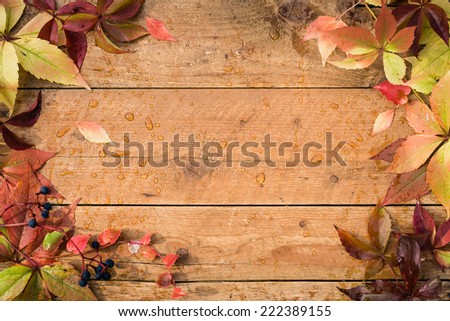 Vivid colorful autumn Virginia Creeper leaves on the grunge wooden desk. Detail with copy space.