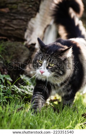 Norwegian forest cat hunting on the grass in the cottage.