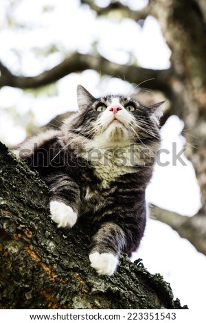 Norwegian forest cat relaxing on the branch of tree. Unusual perspective.