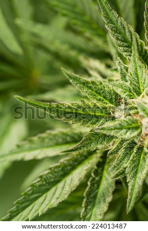 Macro photo of marijuana plant bud with crystals. View from above. Color toned image. Selective focus.