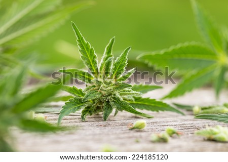 Macro photo of fresh marijuana plant bud with crystals on grunge wooden desk whit green background. Selective focus. Color toned image.