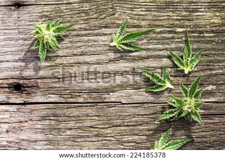 Composition of fresh small marijuana plant bud with crystals and leaves on grunge wooden desk. View from above.
