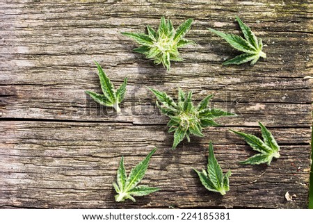 Composition of fresh marijuana plant bud with crystals and leaves on grunge wooden desk. View from above.