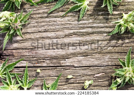 Composition of fresh marijuana plant bud with crystals and leaves on grunge wooden desk. View from above. Copy space.