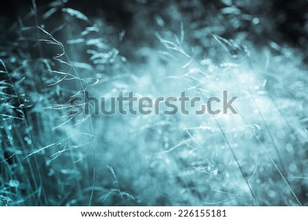 Abstract natural background. Fresh spring grass on natural defocused light background. Black and white photography. Monochrome blue cold tone.
