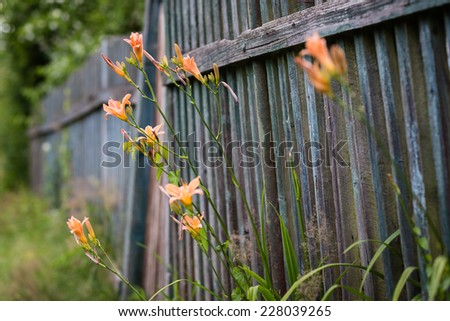 Ditch lilies growing through grunge wooden fence in the garden. Color toned image.  Hemerocallis fulva. Ditch Daylily, Orange Daylily, Tawny Daylily, Tiger Daylily.