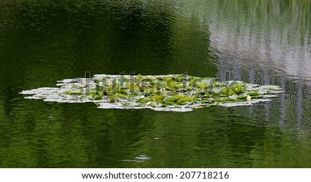 Waterlily (Nymphaea candida resp. Nymphaea alba) on a pond with reflections in rippled water.