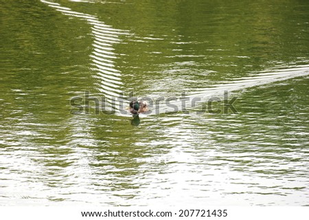 A male mallard swimming in water producing bow wave.
