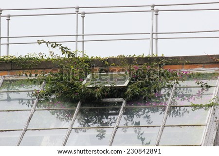 Plants growing through the roof of a greenhouse.