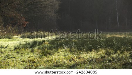 Forest clearing dominated by rushes in Northern Germany.
