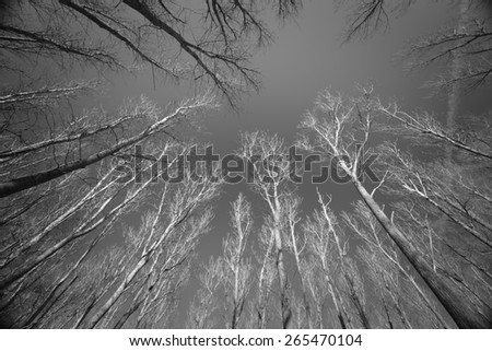 Bare trees under a clear sky in black and white image