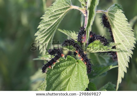 Caterpillars of the peacock butterfly (Aglais io) eating stinging nettle (Urtica dioica) leaves.