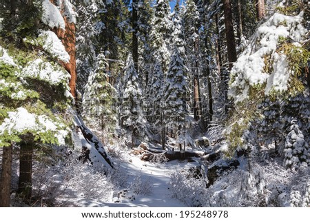 Giants Sequoia Grove in the Mariposa area of Yosemite. Snowy trees, view and beautiful view
