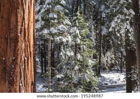 Giants Sequoia Grove in the Mariposa area of Yosemite. Snowy trees, view and beautiful view