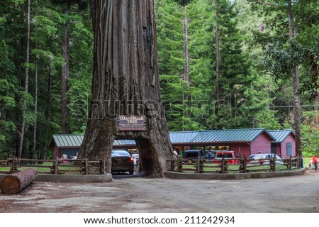 Chandalier Tree, drive thrue giant redwood tree in California. Redwoods  Parks