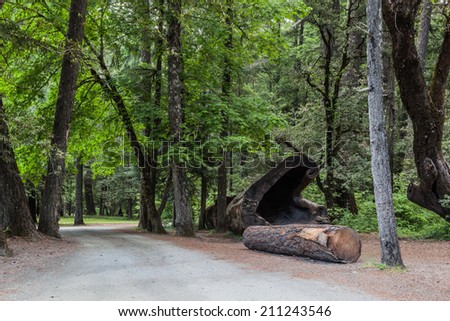 Forest area in a California Redwood trees areas, Leggett