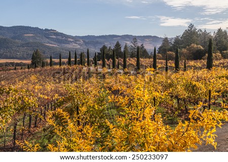 colorful landscapes of vines during autumn month in the wine county, Napa California