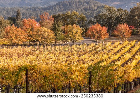 fall season at the winery, vines with colorful yellow leaves in the wine county