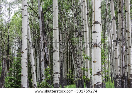 Forest Of Tall White Aspen Trees. White column of tall white trees in this forest in Banff National Park,