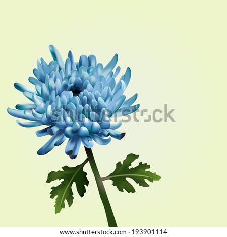 Blue Chrysanthemum Vector Illustration. Decoration with detailed flower in an unusual color. Floral image for greeting cards, life events invitations, wrapping & wallpaper, textile, cosmetic labeling.