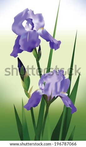Iris Purple Flower. Vector Illustration. Decoration with detailed flower. Vector floral image for greeting cards, invitations, banners, wallpaper, textiles, cosmetic labeling, backgrounds.