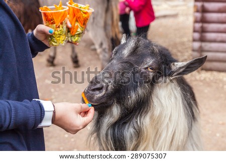 Zoo visitor feeds a goat in a zoo, Kiev, Ukraine