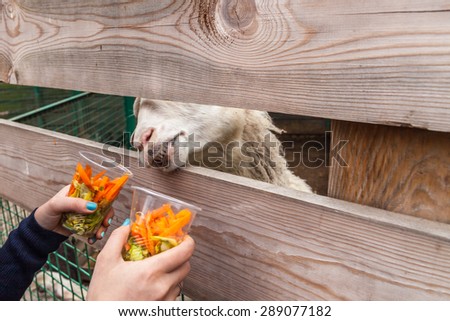 Zoo visitor feeds a lamb in a zoo, Kiev, Ukraine