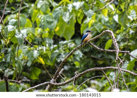 NewZealand native bird Kotare or Sacred Kingfisher sitting on a tree branch on green leaves background