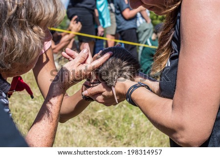 AUCKLAND, NZ - APRIL, 2: several kiwi birds were released on Motutapu island, Auckland, on April, 2, 2014. Young kiwi bird in sanctuary workers\' hands before being set free.