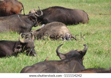 Buffalo giving birth