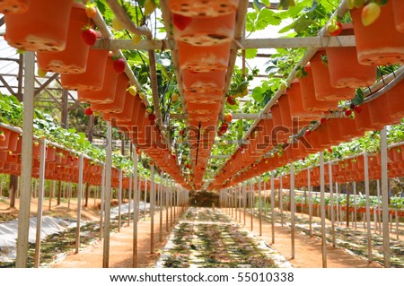 Strawberry farm,\
\
Cameron Highlands,\
\
Malaysia