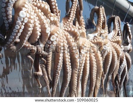 Octopuses hanging to dry outside restaurant in Greece.