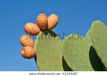 Prickly pear cactus plant and fruit against blue sky.