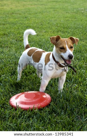 A dog with a Frisbee