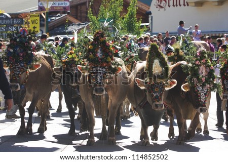 Local farmers in the alps drive their cattle down from the alpine pastures to the valleys in fall during the traditional Almabtrieb, where the cows carry ornaments as seen in Mayrhofen, Austria.