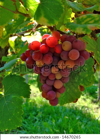a ripe grape in a vineyard in south west  Germany