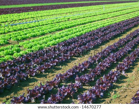 Field Salad