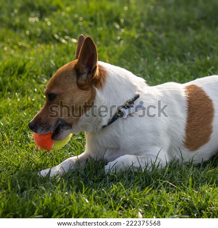 little dog of Jack Russel playing with a colorful tennis ball