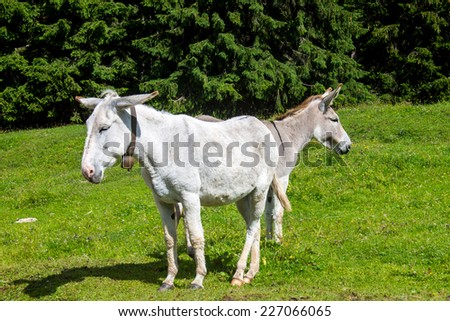 nice double white donkey in a meadow